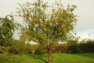Orchard at Sturts North