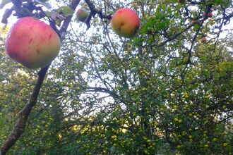 Common Hill orchard