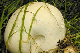 A giant puffball growing in a patch of grass. It's a football-shaped fungus with pockmarked, off-white skin