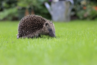 tom mashall Hedgehog