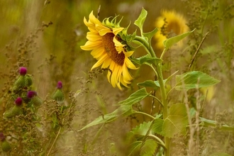 Sunflower 