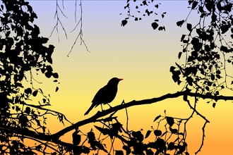 Bird on a branch at twilight