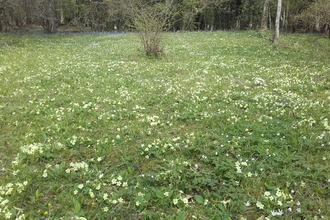 Leeping Stocks primroses