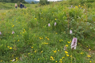 View through long grass, vegetation and flowers; a small number of people in the distance