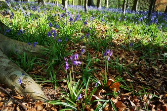 Bluebells flowering on woodland floor