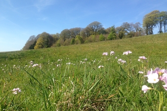 View uphill across grassland with pink flowers in foreground