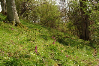 Crow Wood orchids in woodland glade