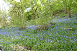 Littley Coppice in Spring (c) Peter Gardner