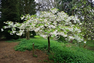 Small tree covered with white flowers in a woodland
