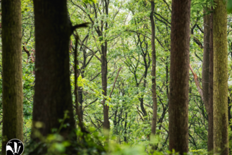 Woodland 