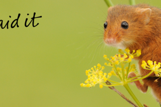 Herefordshire Wildlife Trust Gift Aid Declaration