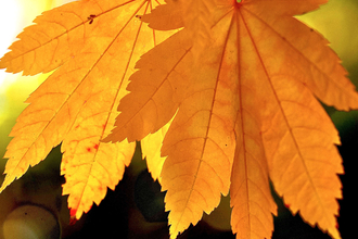 Autumn colour leaves, Julian John