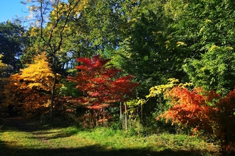 Young Japanese acers in the Autumn Garden displaying vibrant reds, oranges and yellows in full sunshine, against a backdrop of mature green trees and blue sky.