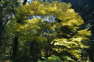 A stunning Japanese Acer at Queenswood Arboretum.