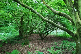 Japanese acers with green summer foliage