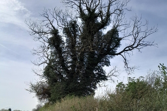 Tree with bare upper branches, lover branches thick with ivy