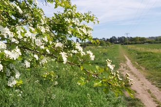 bough of hawthorn covered in white flowers in foreground with path behind stretching across meadow into distance