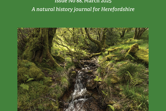 Cover of The Flycatcher journal with dark green cover, white text and photo of a stream running through woodland