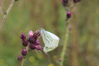 Two white butterflies on a purple thistle flower