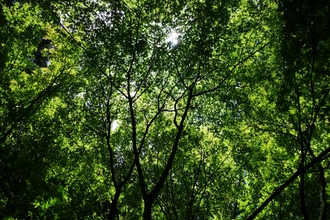 Looking up at the tree canopy - dense green foliage and dark branches highlighted by the light above