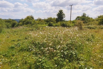 View across field with grass and scrub with some trees and telegraph pole in the distance