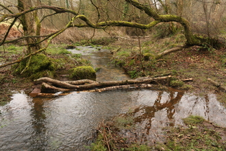 branches across a stream in a wooded area