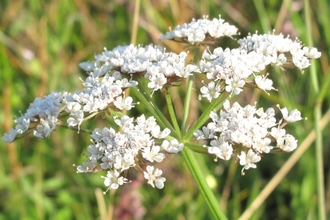 white umbellifer flower head