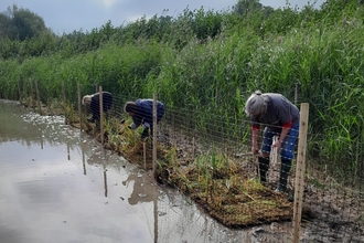 reed beds at bodenham lake