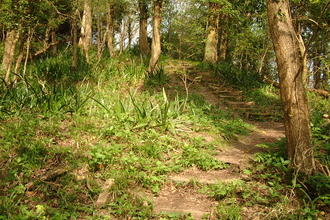 Path running up a wooded hill