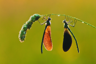 Two beautiful demoiselle damselflies on a grass seed head