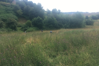 View across meadow with long grass, trees on slopes beyond