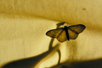 A moth caught in a moth trap