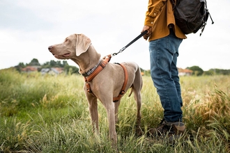 A walker with their dog in a meadow with houses in the distance