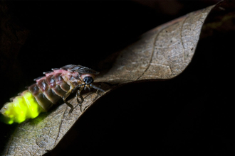 Glow worm on a leaf in darkness