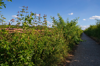 Hedgerow alongside a lane