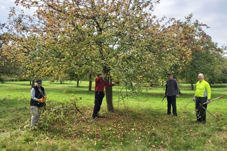 Four people with tools stood beneath an apple tree in an orchard in autumn
