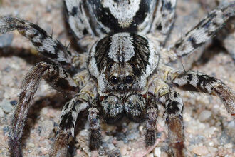 Female Great fox spider