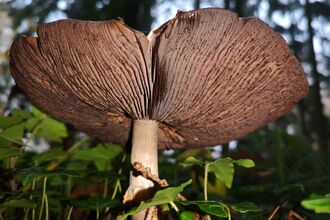 Fungi specimen at Queenswood Country Park showing the gills underneath