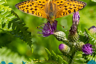 Cover of report with main image of an orange and black patterned butterfly on a thistle flower