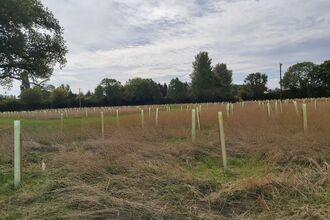 Field with many tree guards