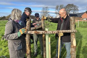 Four people installing wooden posts around a small tree in a field
