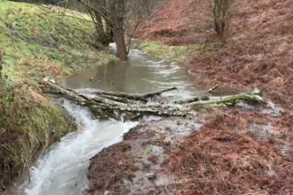 Branches laid across a small stream