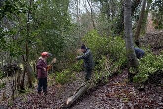 Two people stood by fallen tree on a tree-lined path