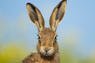 Brown Hare - Adopt a Species