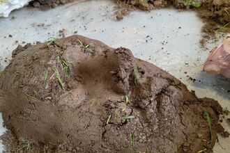 Face sculpted from earth on a pale grey surface