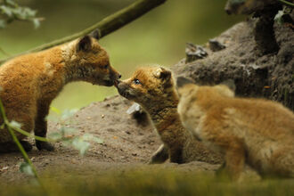 Young fox cubs Jon Hawkins