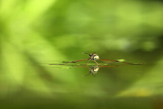 A pond skater floating on the water's surface, its long legs spread out to either side