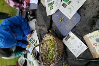 child identifying wild flowers 