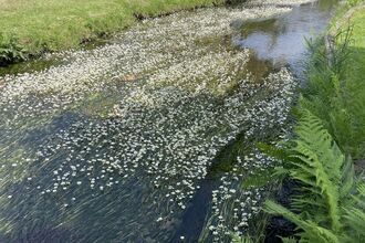 River filled with white flowers and green vegetation submerged below