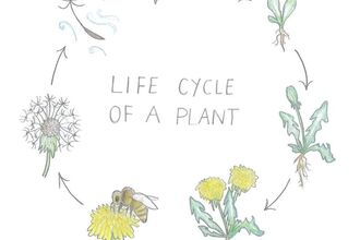 Plant Lifecycle Activity Cover showing wildlife illustrations in a circle